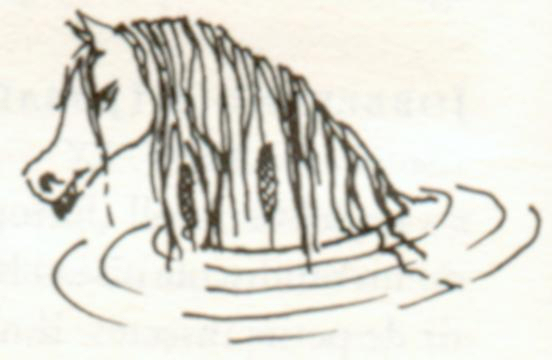 Kelpy
