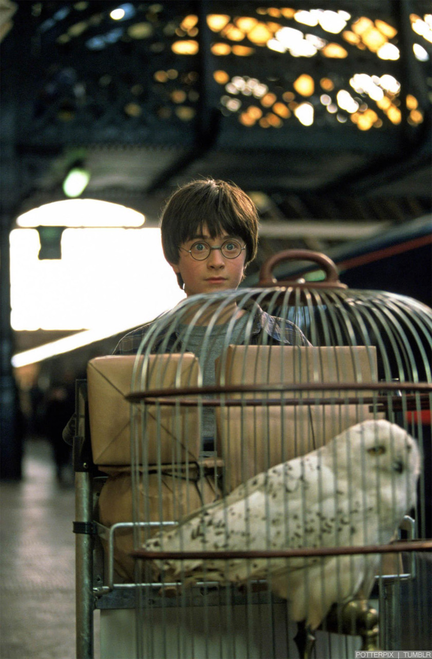 hpfilmsedspromo148.jpg
