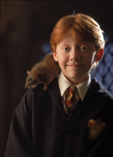hpfilmsedspersoronweasley013.jpg