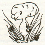 JK Rowling - Dessins Animaux Fantastiques